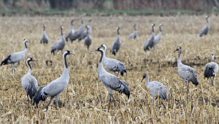 <strong>grippe</strong> <strong>aviaire</strong> : alerte sur la mortalité des oiseaux sauvages